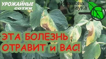 Смотреть обязательно! ЭТА ОПАСНАЯ БОЛЕЗНЬ навредит и ТОМАТАМ, и ОГУРЦАМ, и ВАМ! Растения увядают!