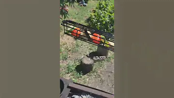 video5395812618495597754